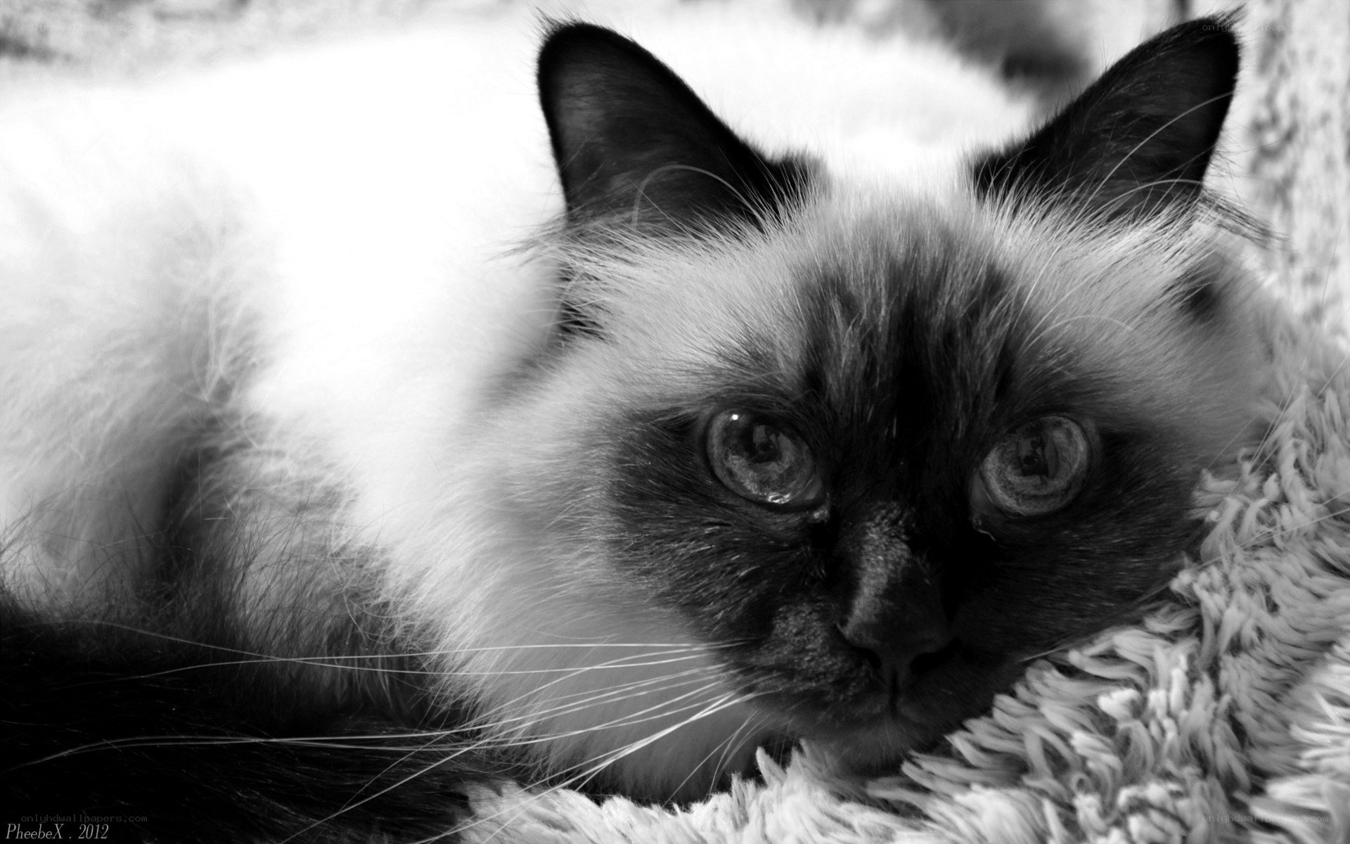 black and white cat portrait