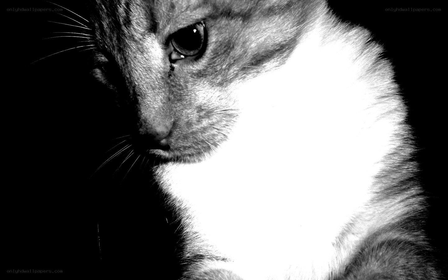 black and white cat portrait