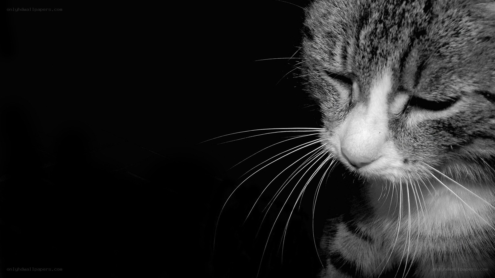 black and white cat portrait