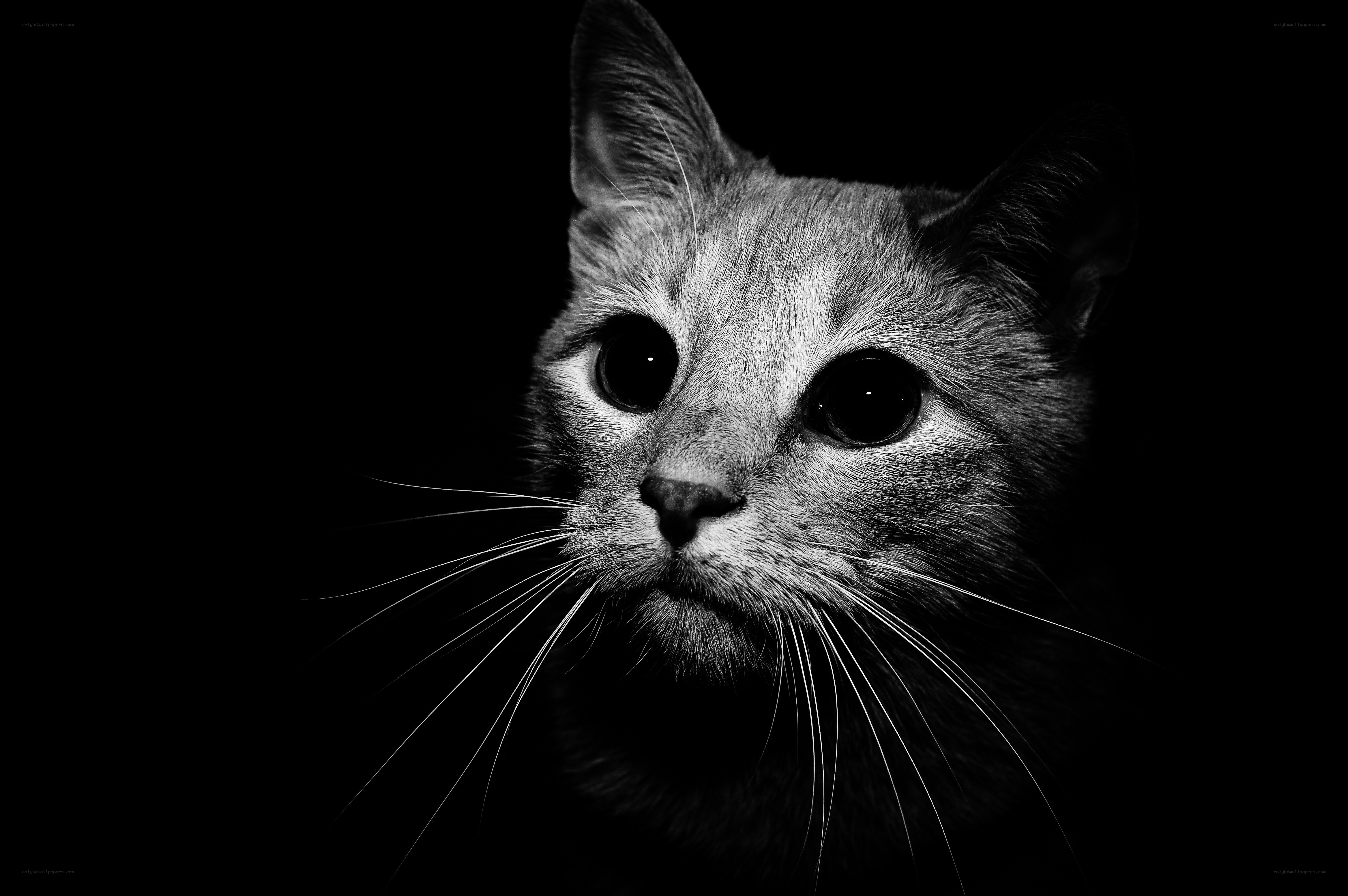 black and white cat portrait