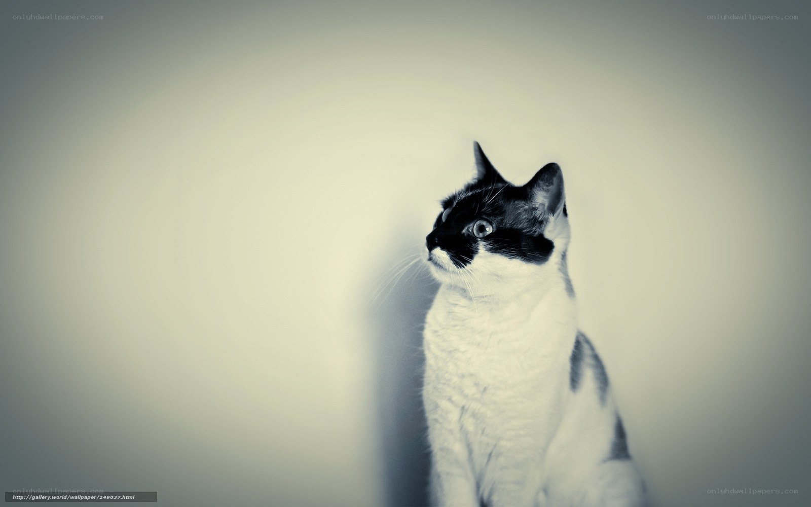 black and white cat portrait