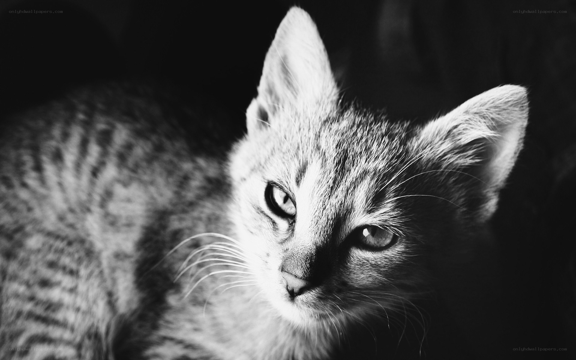 black and white cat portrait