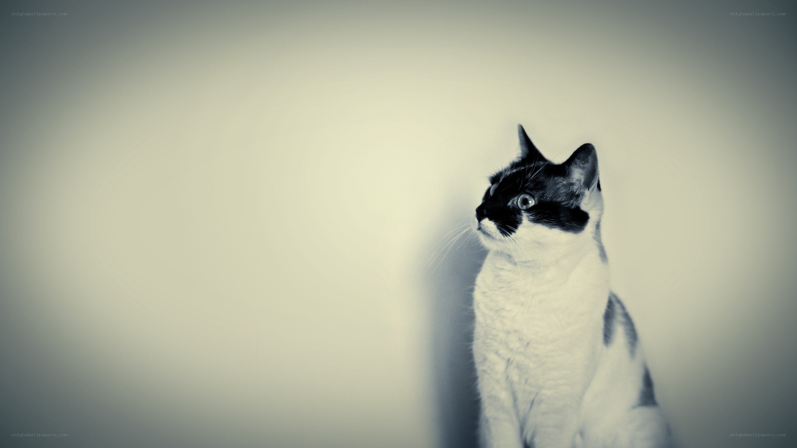 black and white cat portrait