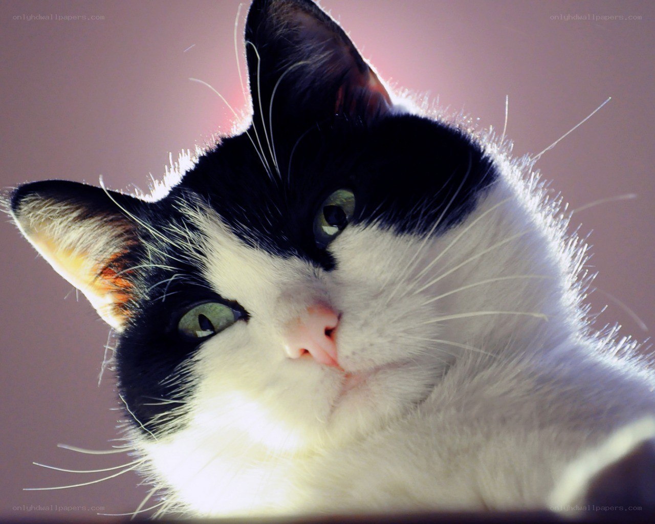 black and white cat portrait