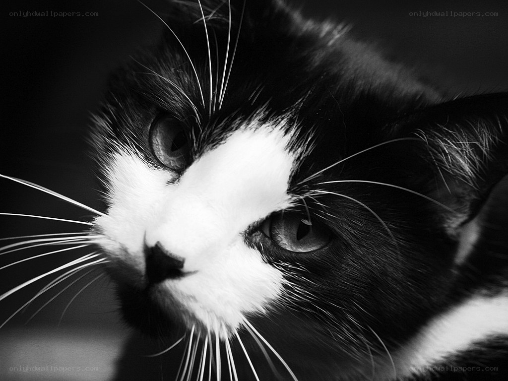 black and white cat portrait