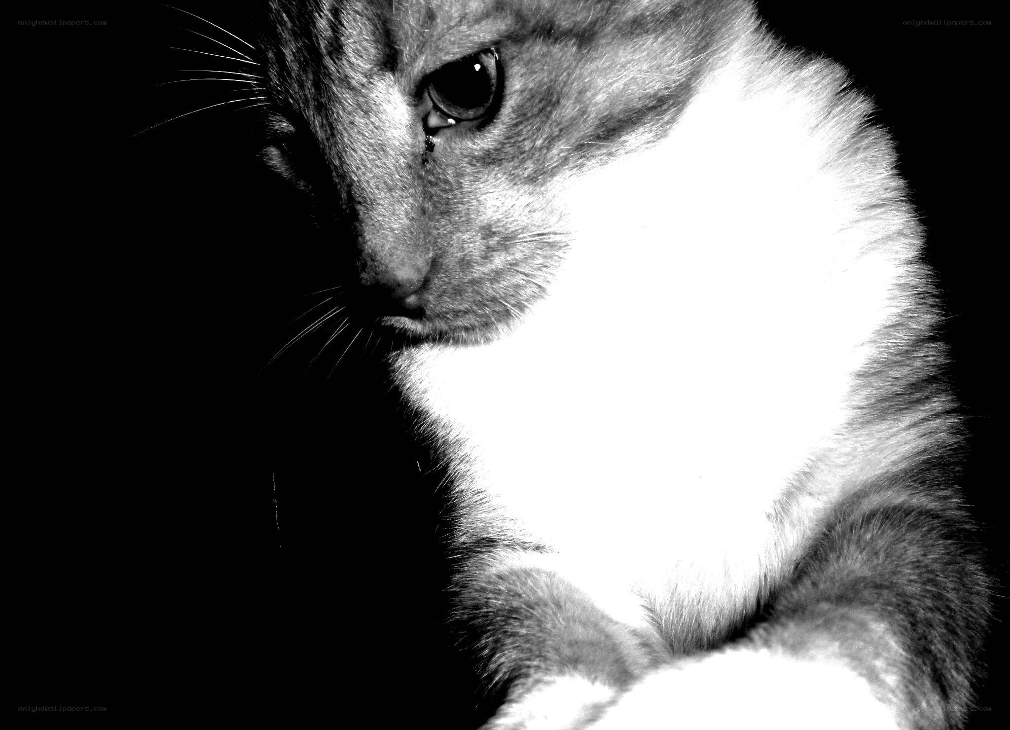 black and white cat portrait