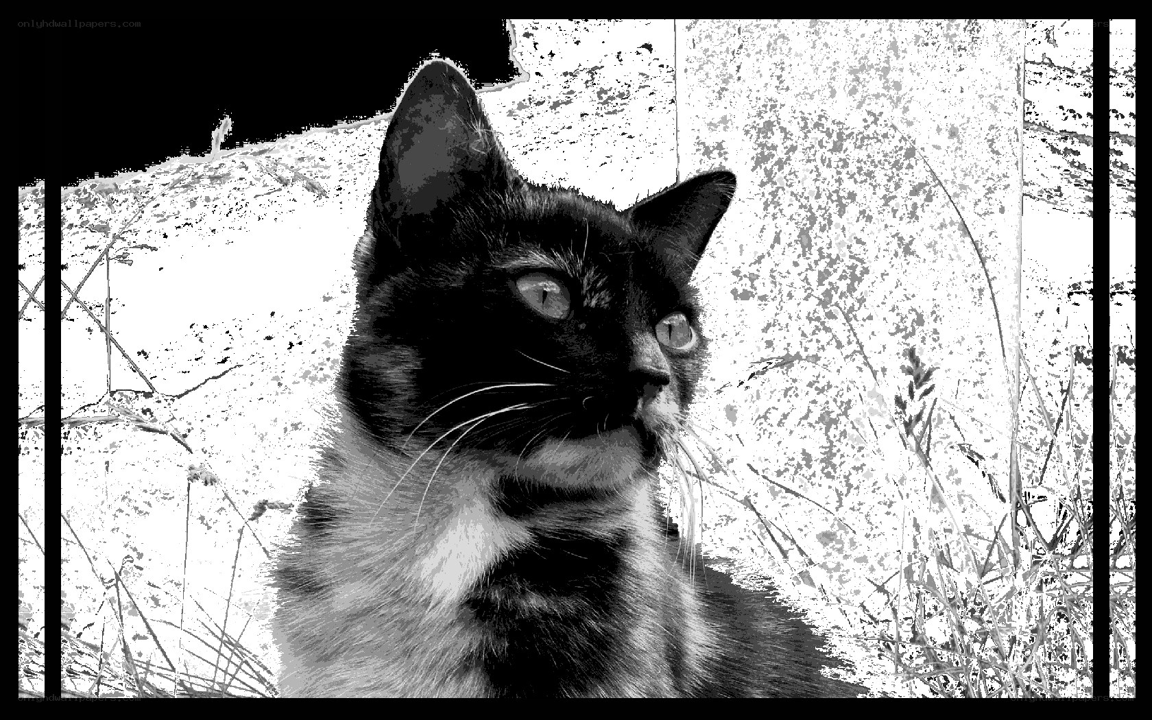 black and white cat portrait