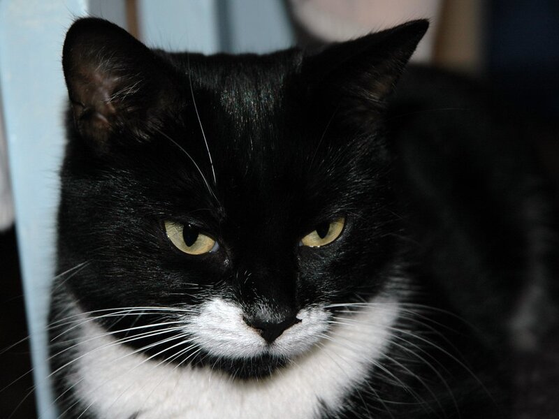 black and white cat portrait