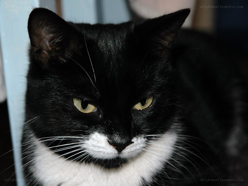 black and white cat portrait