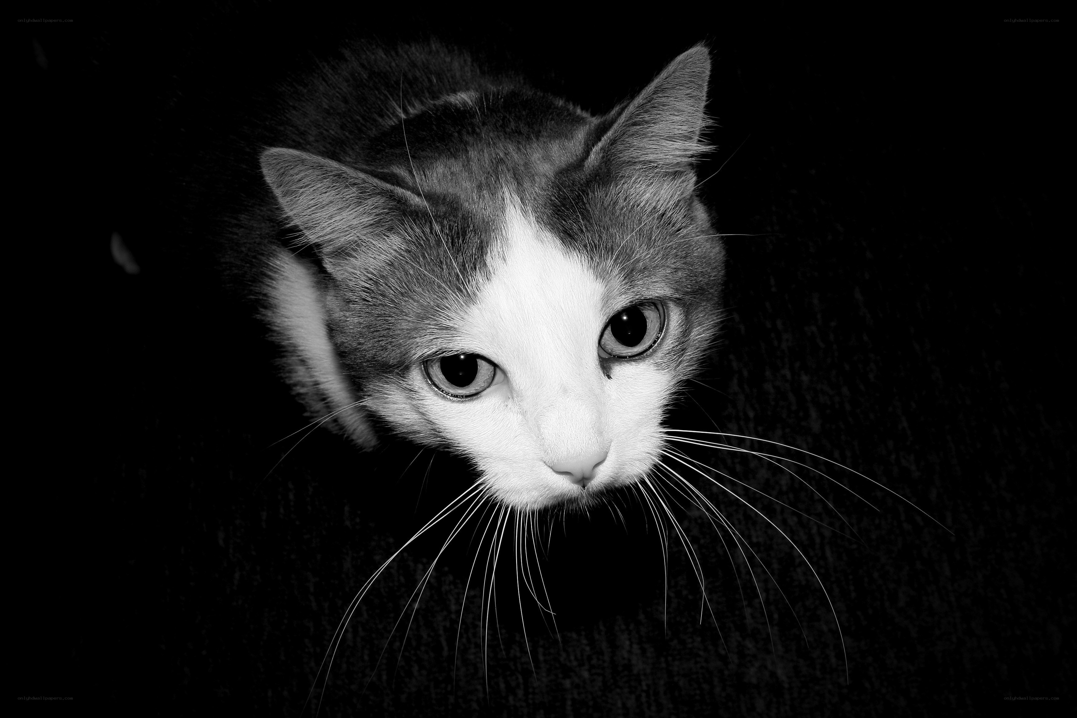 black and white cat portrait