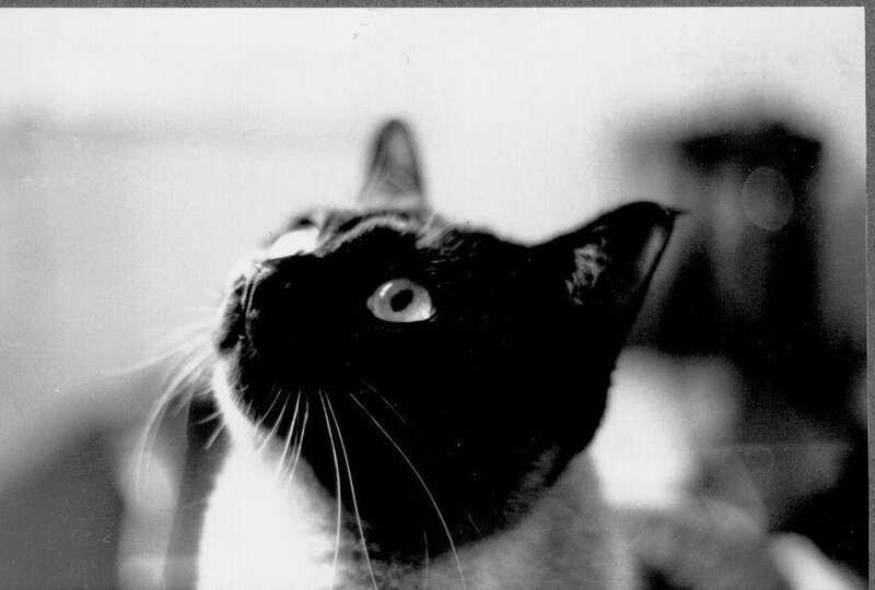 black and white cat portrait