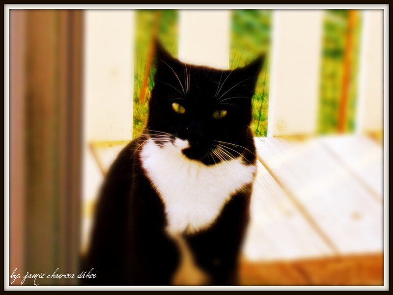 black and white cat portrait
