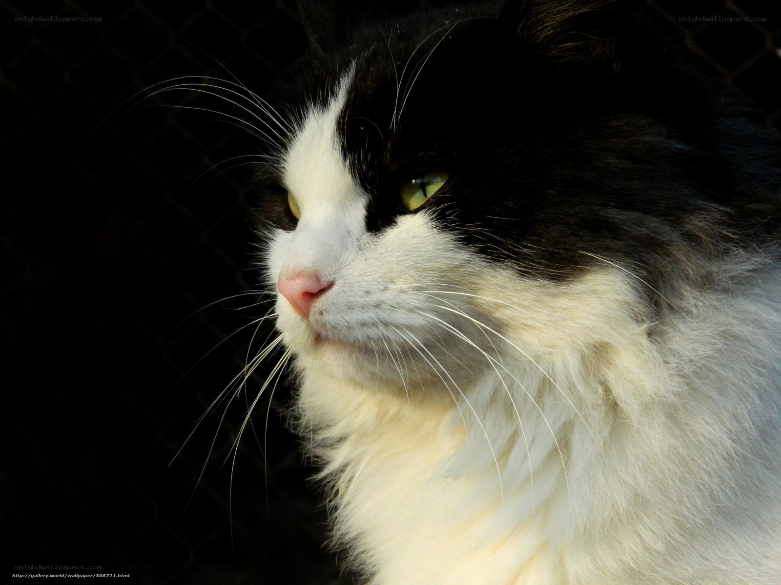 black and white cat portrait