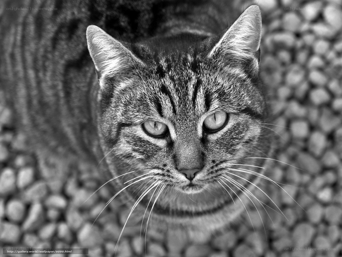 Black and white cat portrait