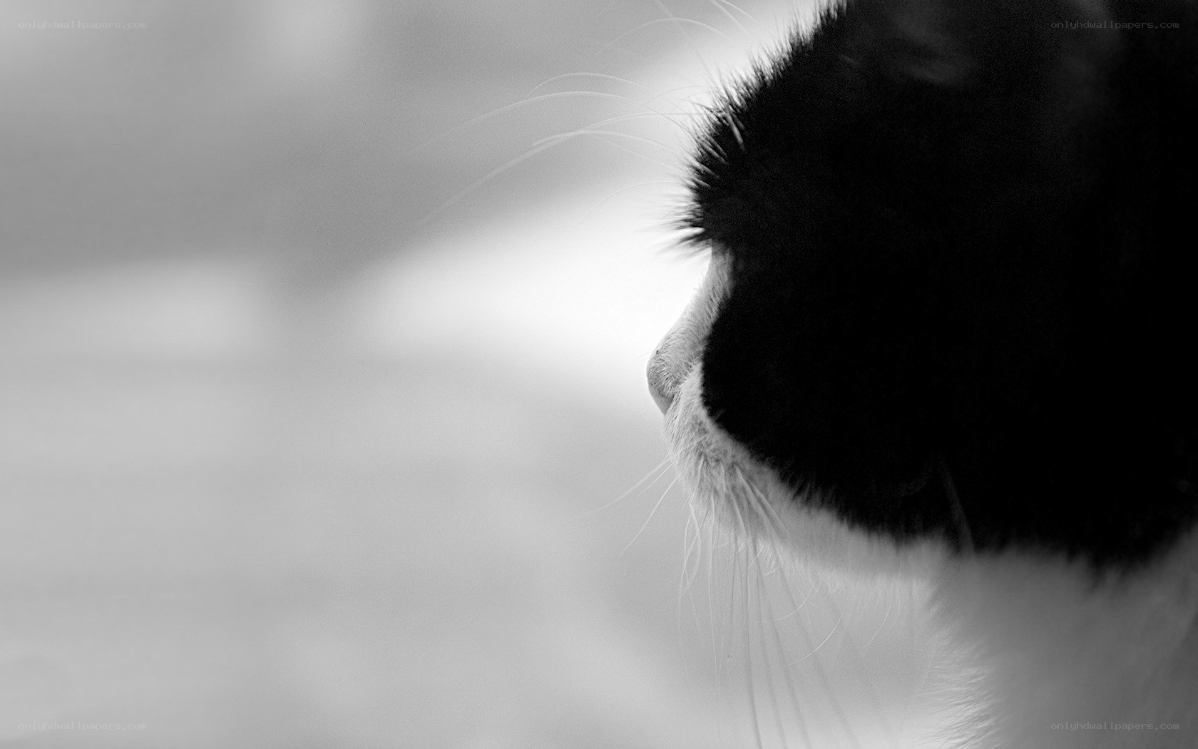 black and white cat profile