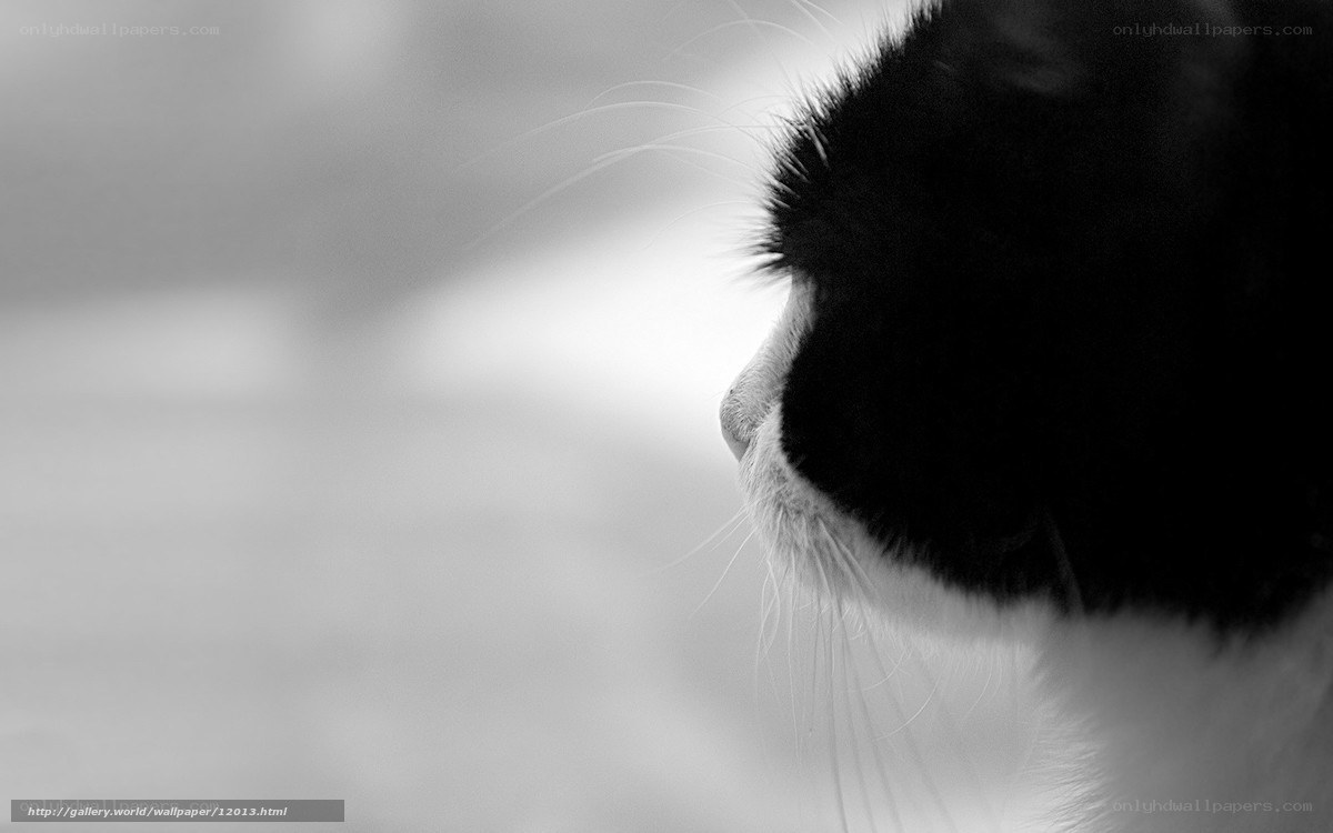 black and white cat profile