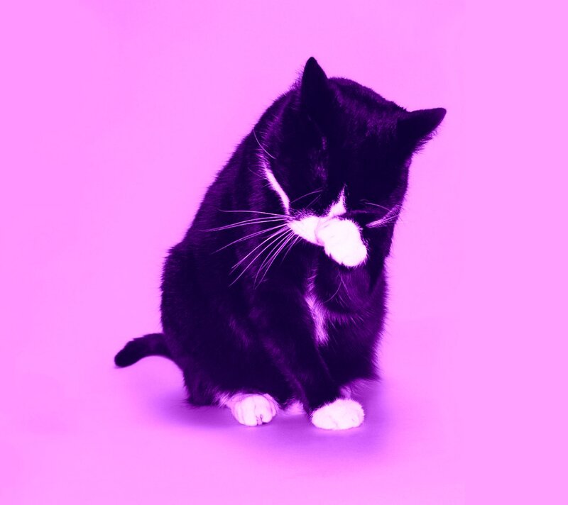 Black and White Cat — Purple, Calm, Photograph