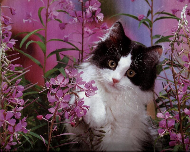 Black and White Cat — Purple, Calm, Spring