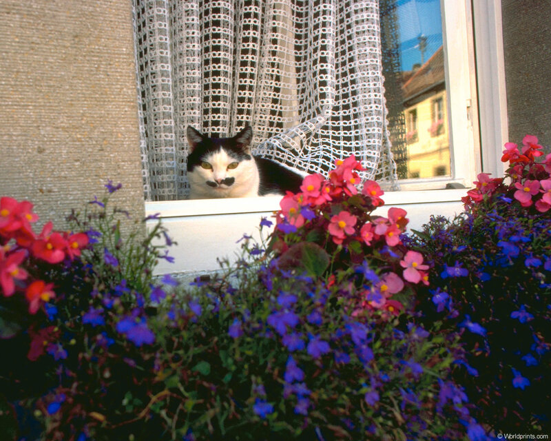 Black and White Cat — Purple, Calm