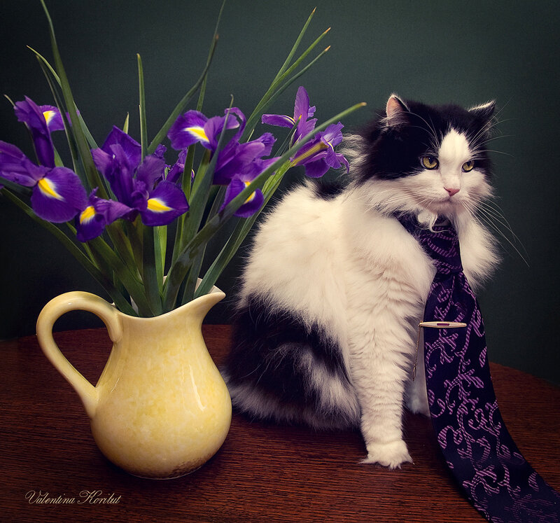 Black and White Cat — Purple
