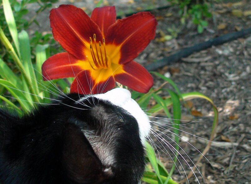 Black and White Cat — Red, Calm, Afternoon, Photograph, Flower