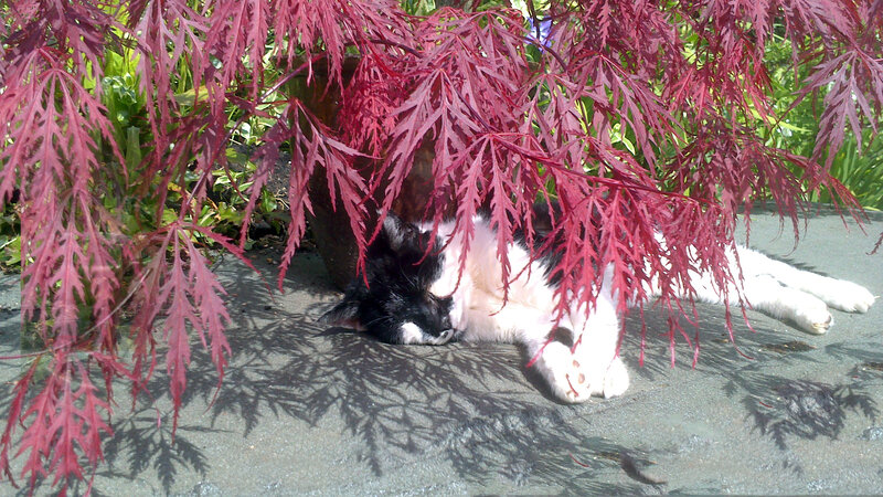 Black and White Cat — Red, Calm, Afternoon, Photograph, Red Leaves