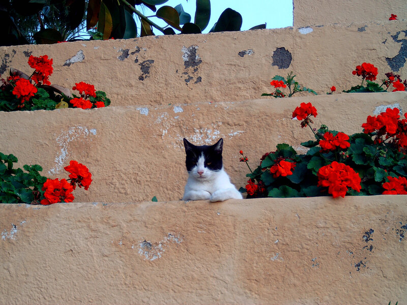 Black and White Cat — Red, Calm, Afternoon