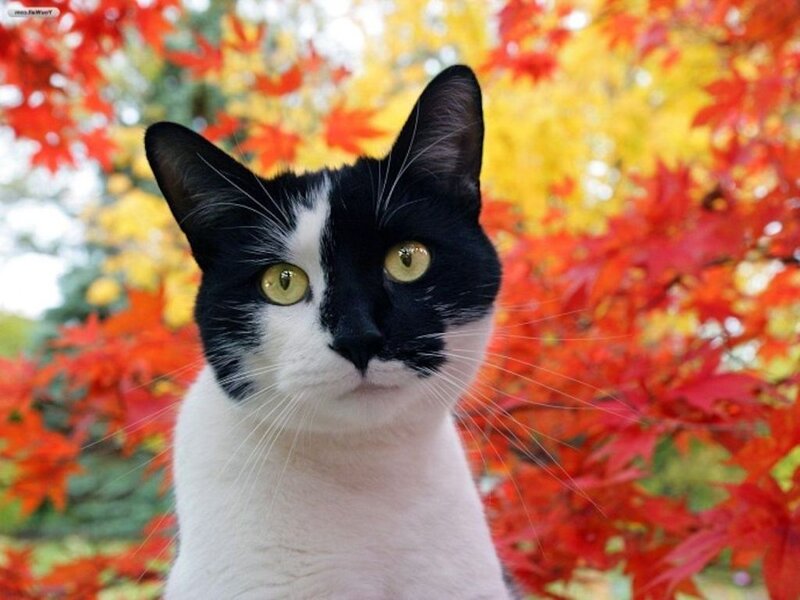 Black and White Cat — Red, Calm, Autumn, Photograph, Autumn Leaves, Tree