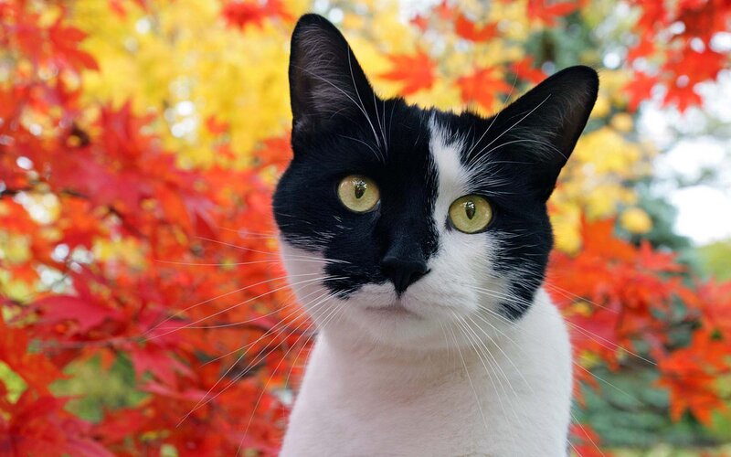 Black and White Cat — Red, Calm, Autumn, Photograph, Leaves