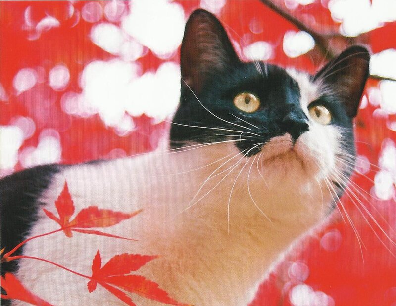 Black and White Cat — Red, Calm, Autumn, Photograph, Red Leaves