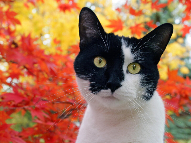 Black and White Cat — Red, Calm, Autumn, Photograph