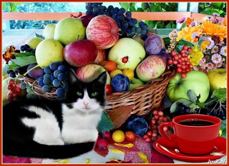 Black and White Cat — Red, Calm, Morning