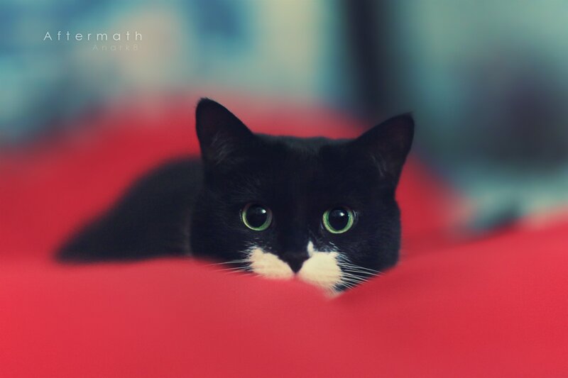Black and White Cat — Red, Calm, Photograph, Red Surface
