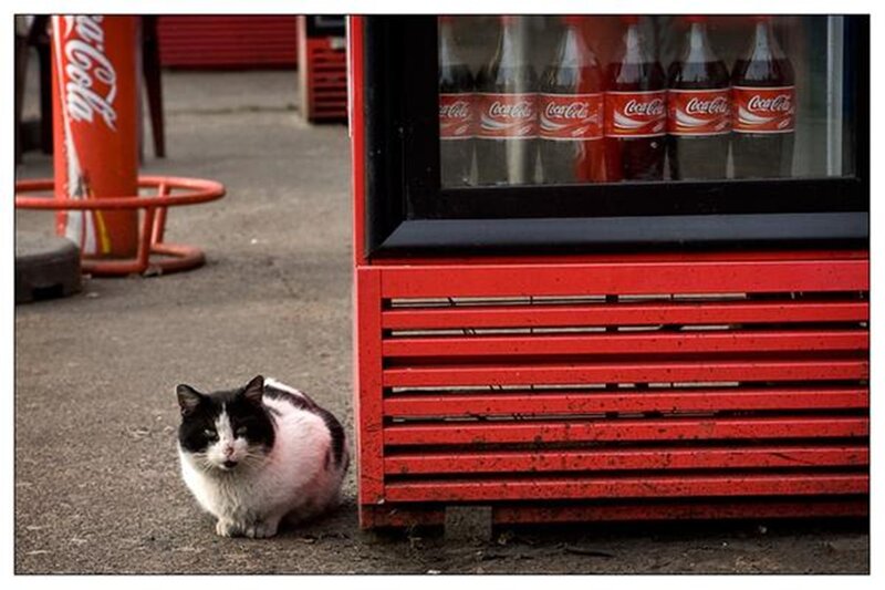 Black and White Cat — Red, Calm, Photograph, Refrigerator