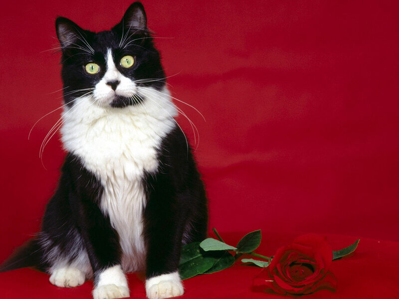 Black and White Cat — Red, Calm, Photograph, Rose