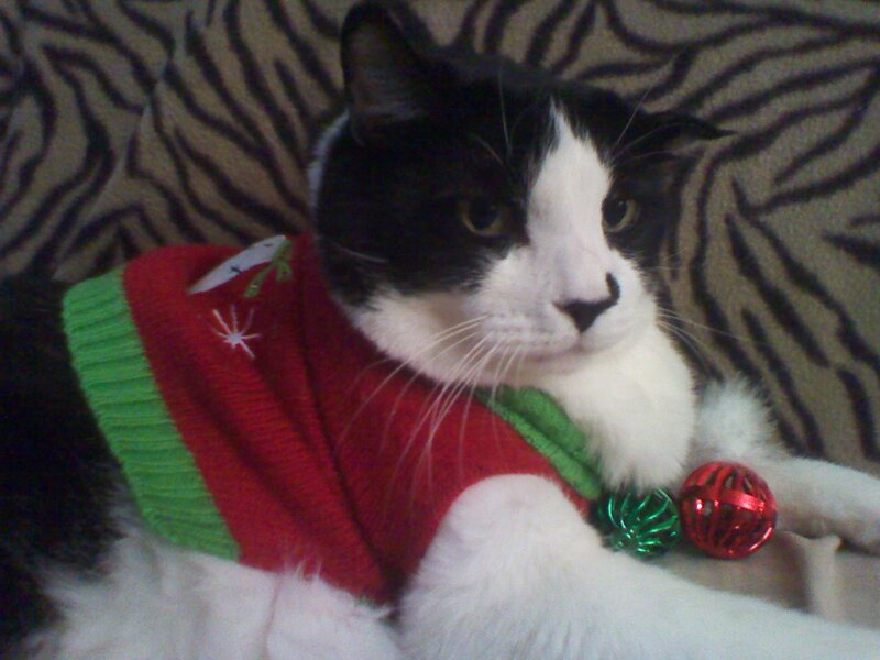 Black and White Cat — Red, Calm, Photograph, Sweater