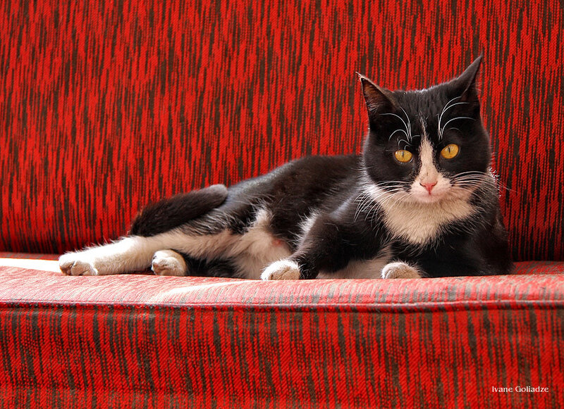 Black and White Cat — Red, Calm, Photograph