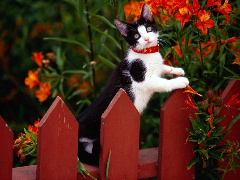 Black and White Cat — Red, Calm, Summer