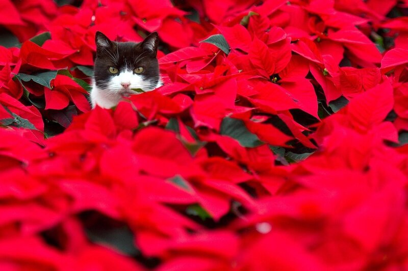 Black and White Cat — Red, Calm
