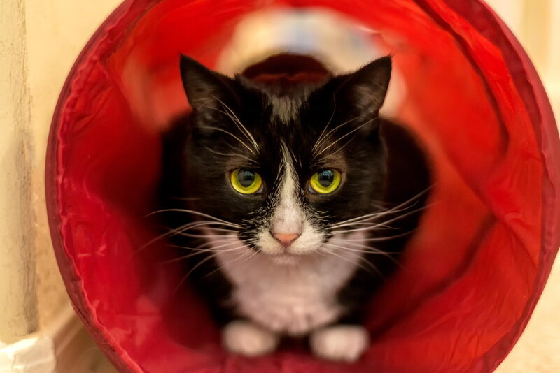 Black and White Cat — Red, Curious, Photograph