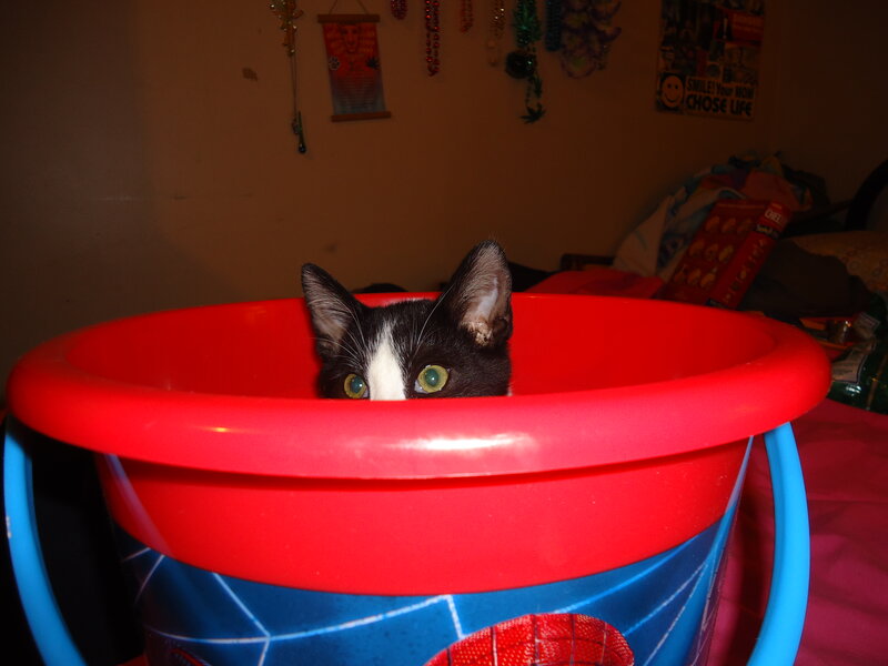 Black and White Cat — Red, Curious