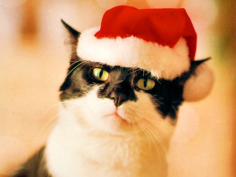 Black and White Cat — Red, Festive