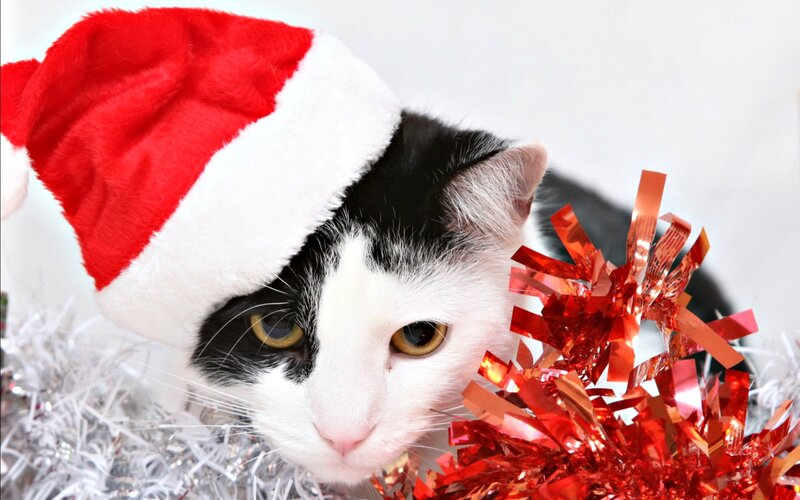 Black and White Cat — Red, Festive, Winter, Photograph