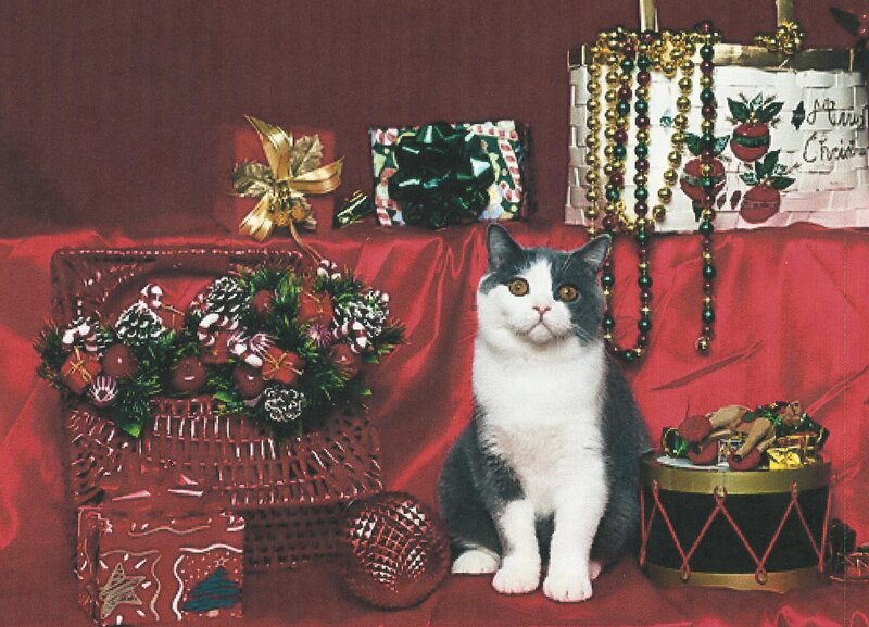Black and White Cat — Red, Festive, Winter