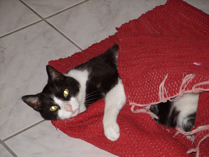 Black and White Cat — Red, Relaxed