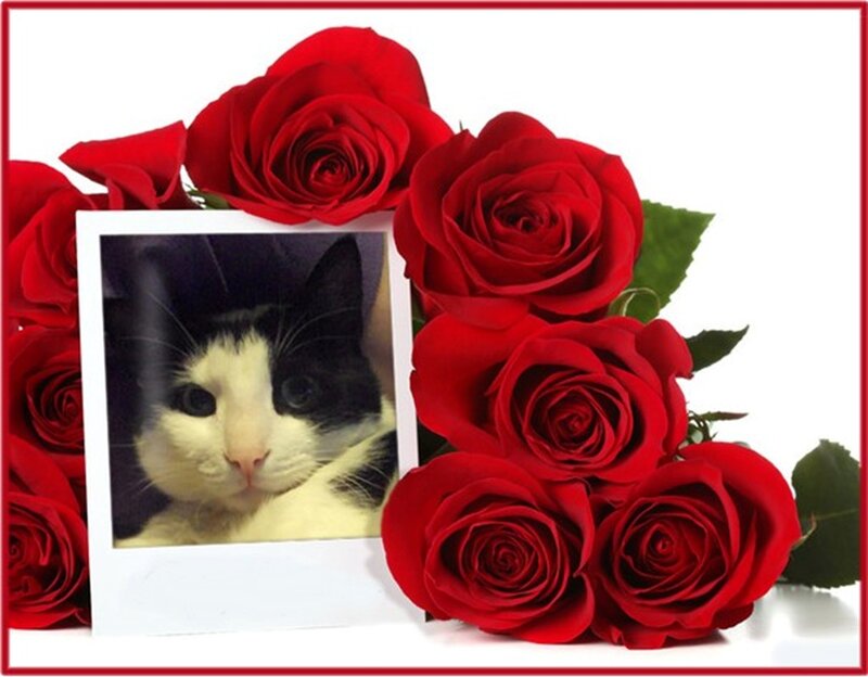 Black and White Cat — Red, Romantic