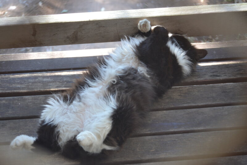 Black and White Cat — Relaxed, Afternoon, Photograph, Bench
