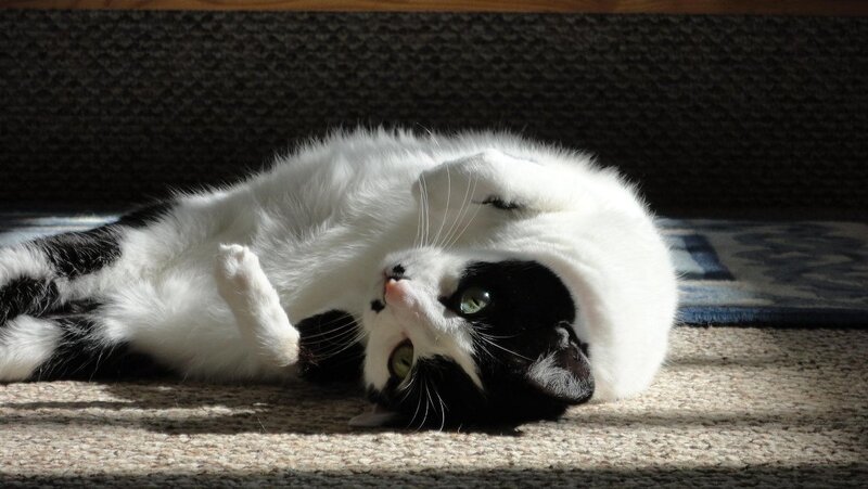Black and White Cat — Relaxed, Afternoon, Photograph