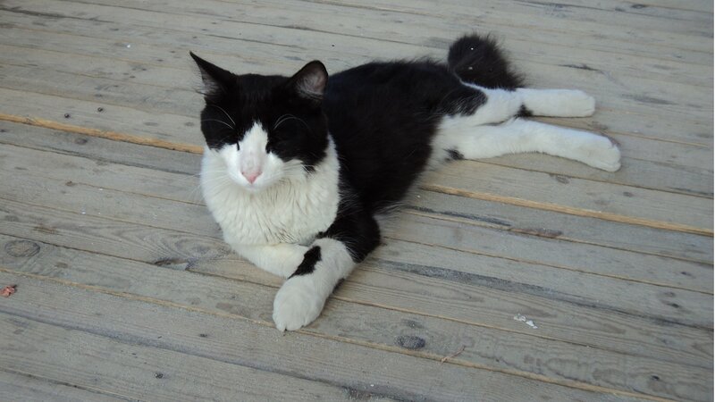 Black and White Cat — Relaxed, Afternoon, Photograph, Wooden Deck