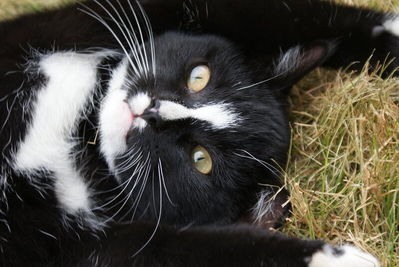 Black and White Cat — Relaxed, Afternoon